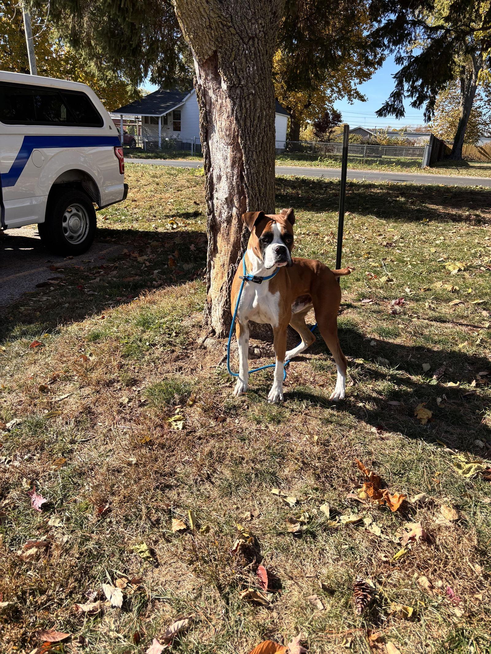 Enlarge Bruno, a Adopted Boxer in Woodbury, MN image 1/1