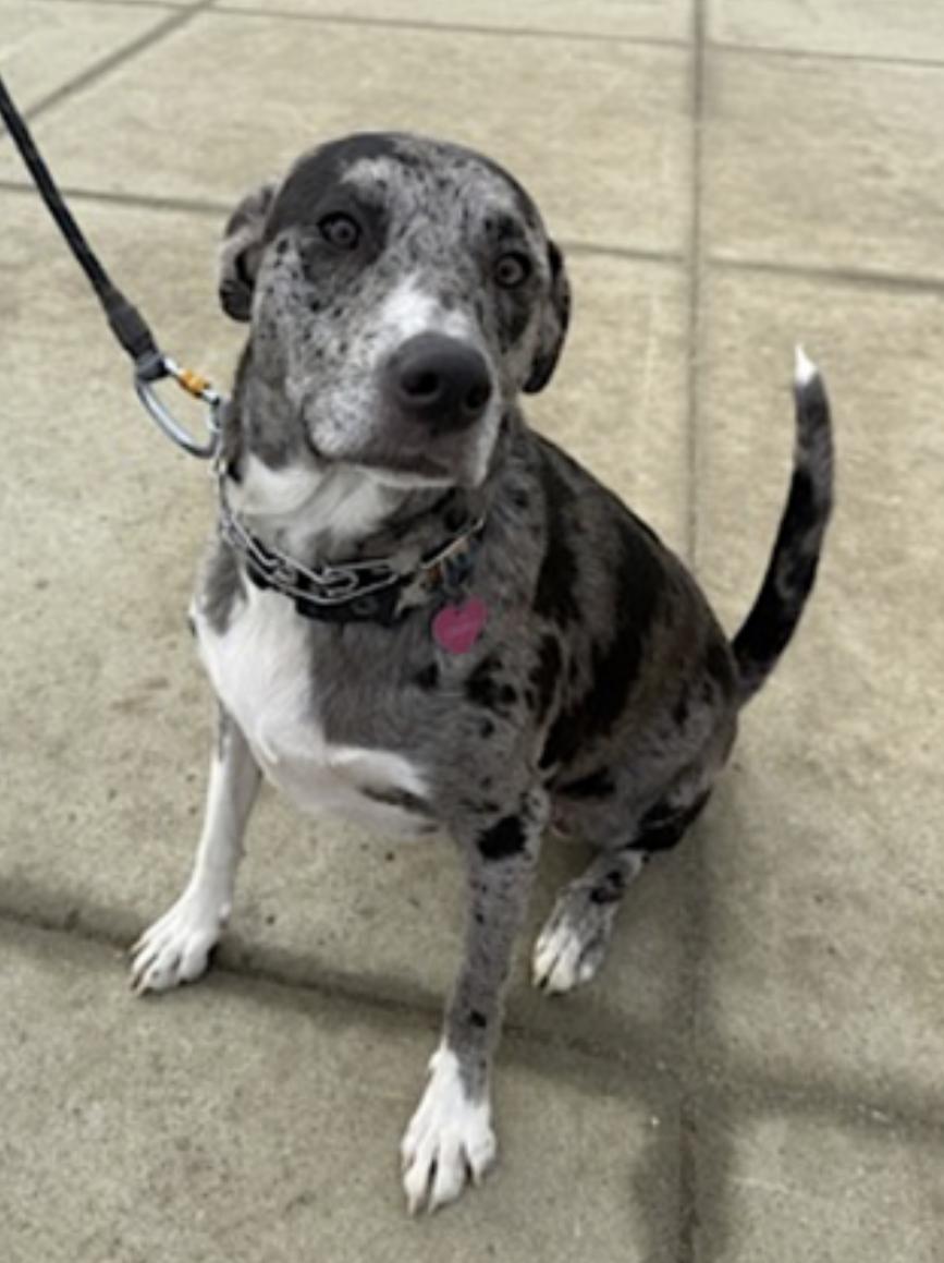 Charli — thumbnail 2