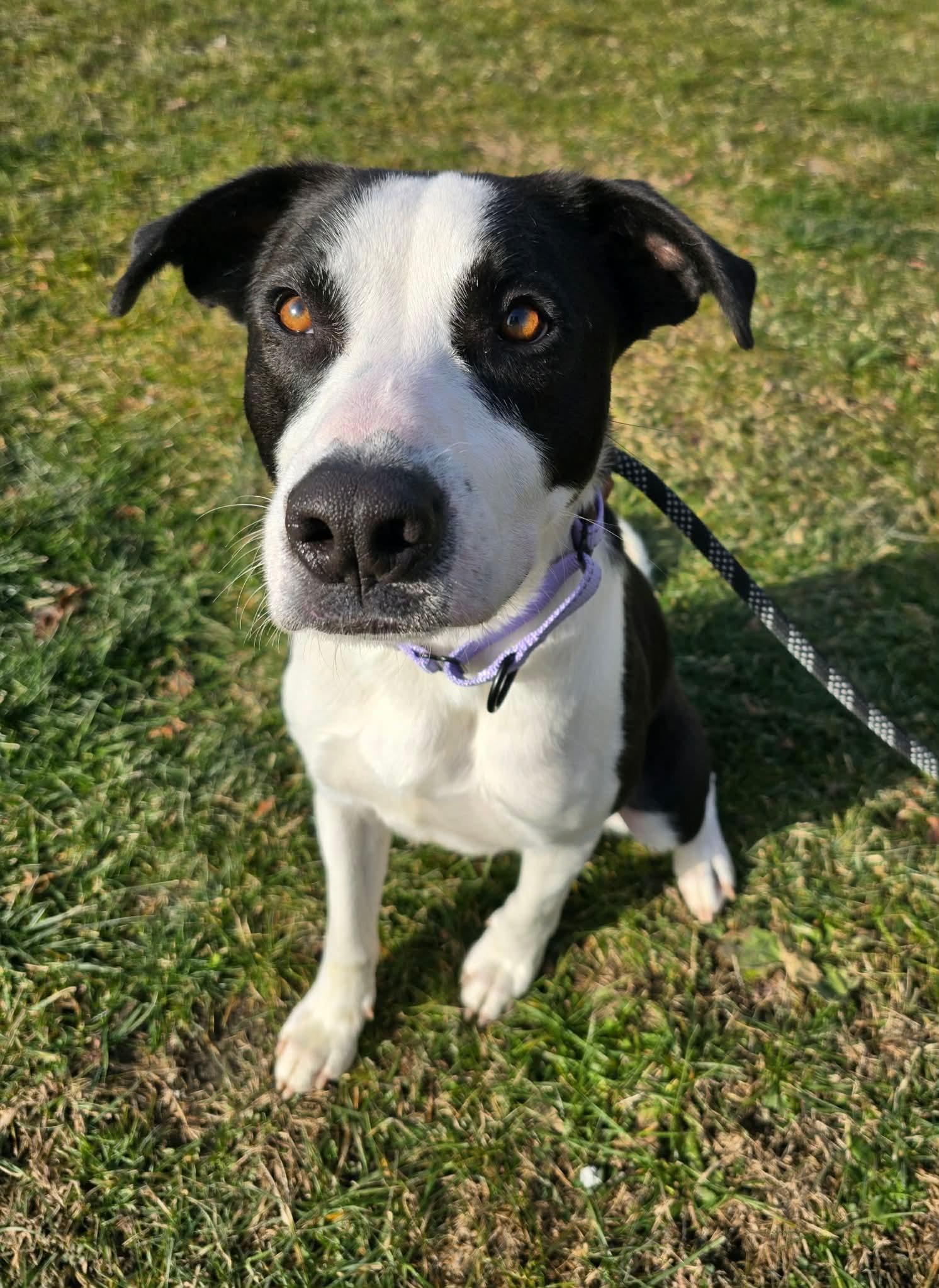 Enlarge Woody, a ADOPTABLE Mixed Breed in St. Clairsville, OH image 5/5
