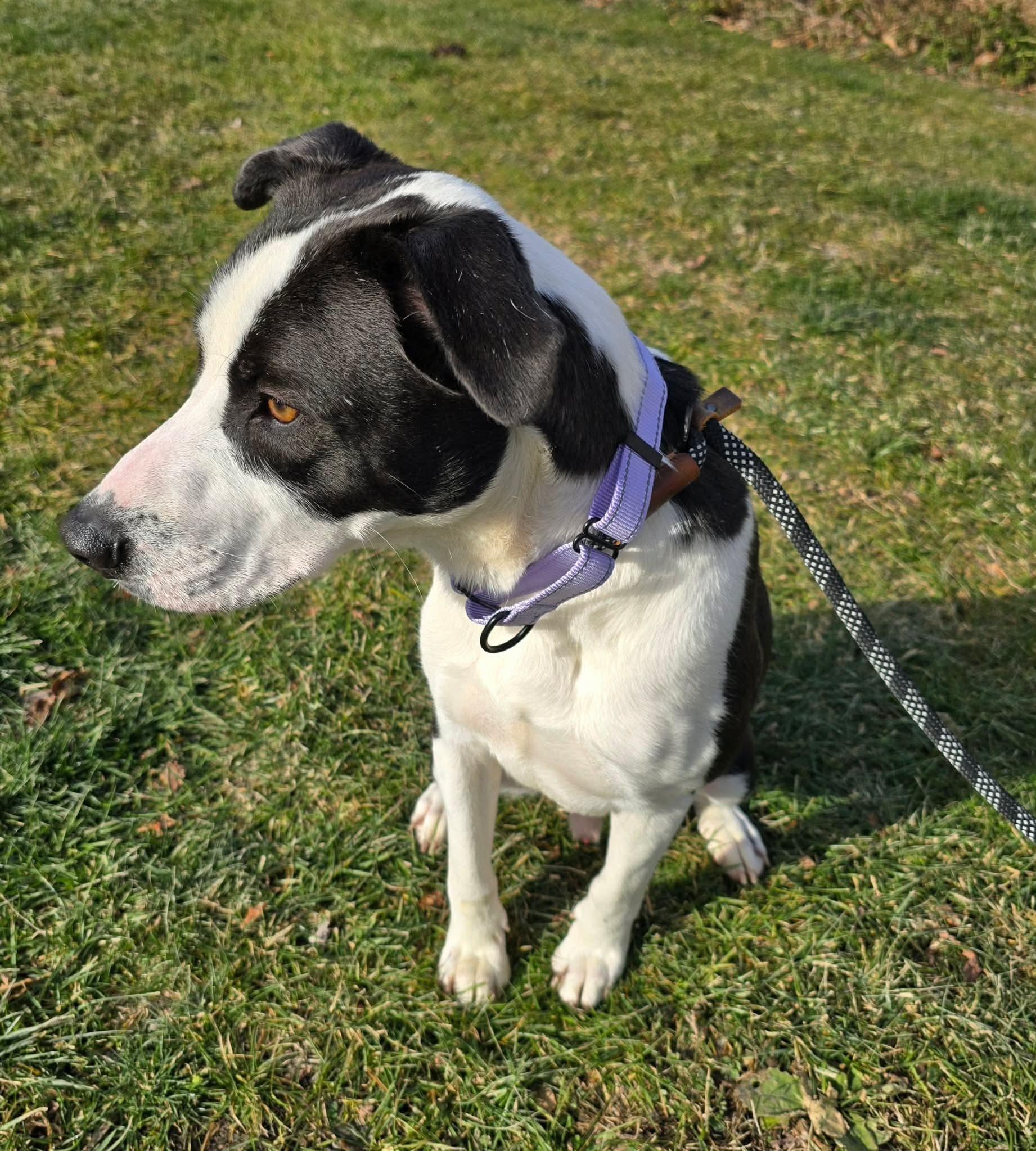 Enlarge Woody, a ADOPTABLE Mixed Breed in St. Clairsville, OH image 3/5