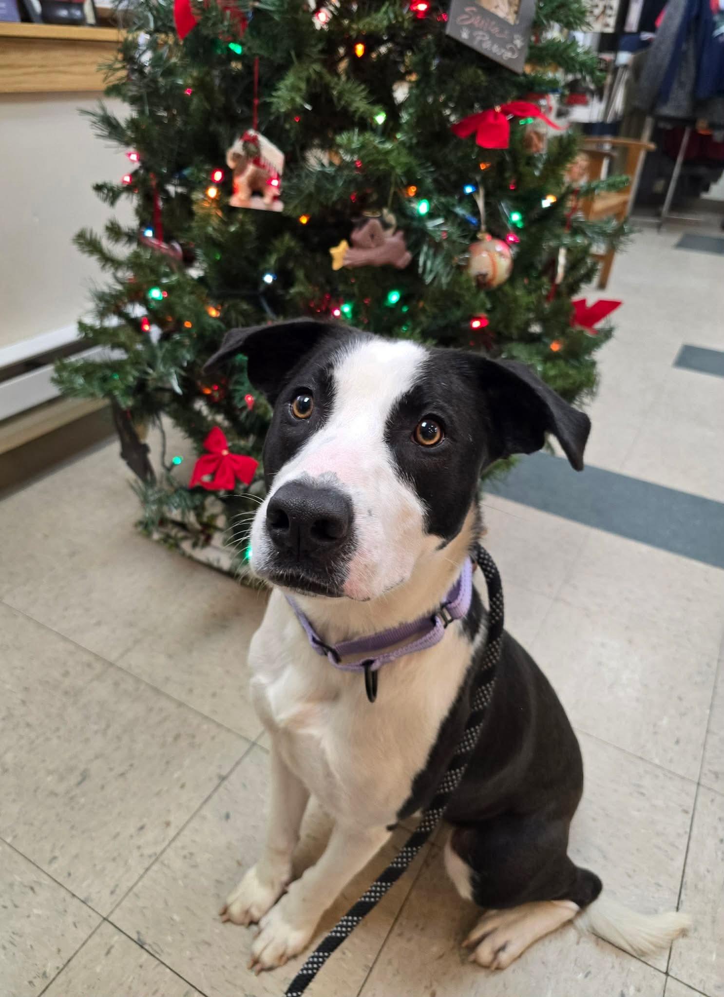 Woody, ADOPTABLE, Young Male Mixed Breed.