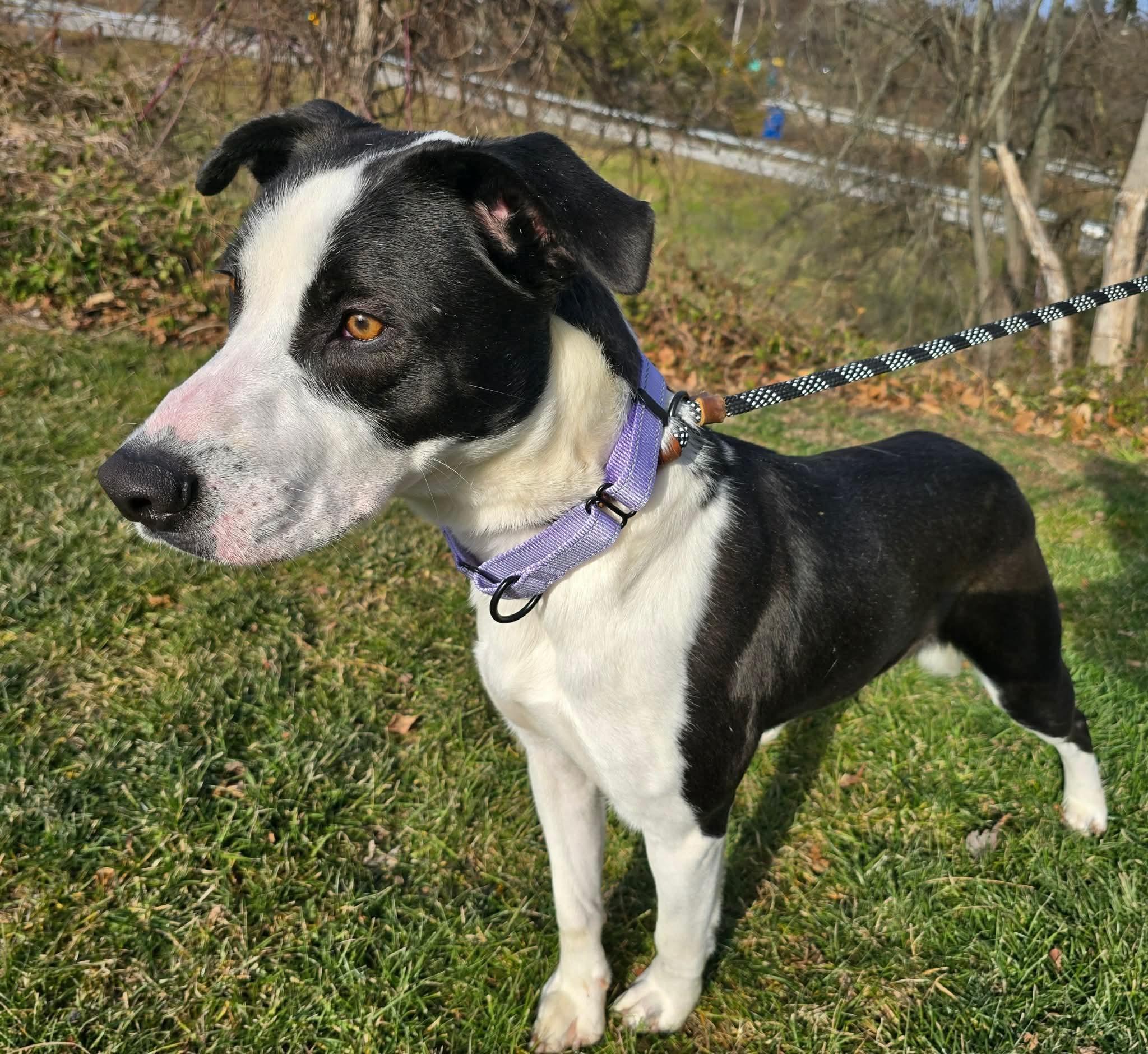 Enlarge Woody, a ADOPTABLE Mixed Breed in St. Clairsville, OH image 2/5