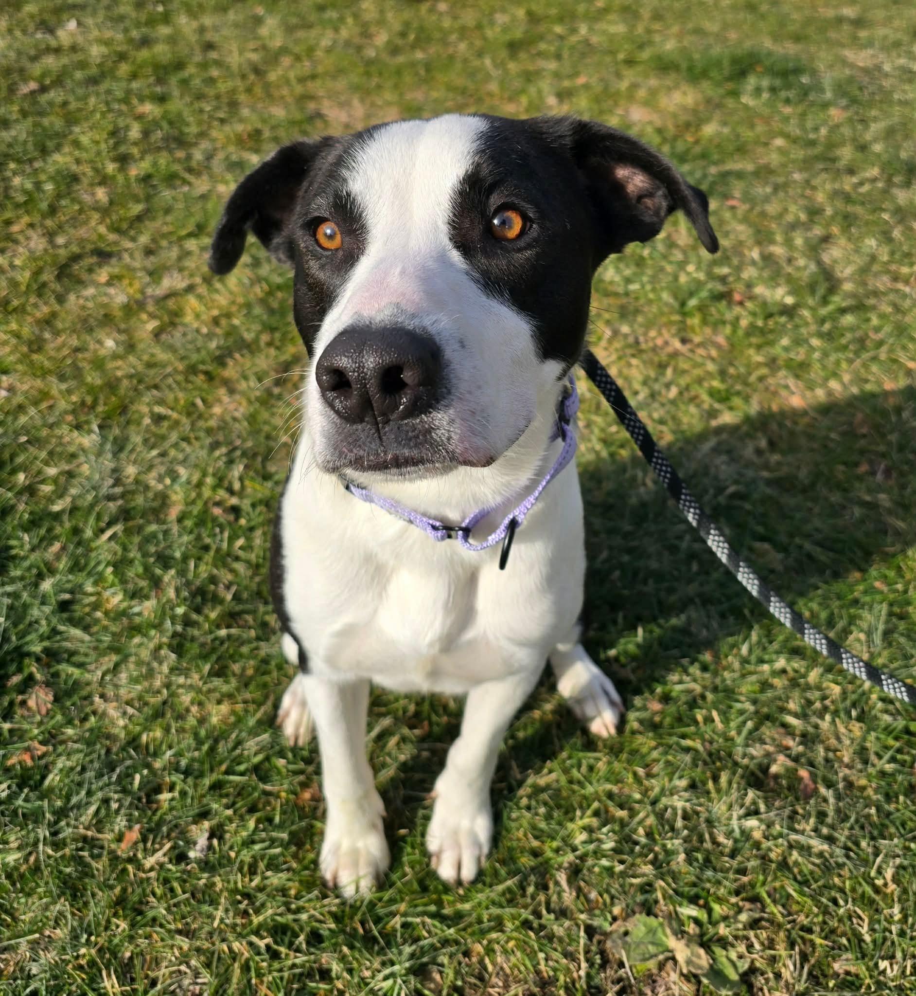 Enlarge Woody, a ADOPTABLE Mixed Breed in St. Clairsville, OH image 4/5