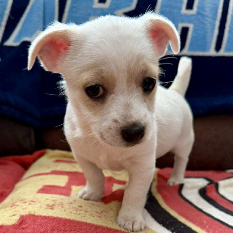 Duncan, Adopted, Puppy Male Terrier.