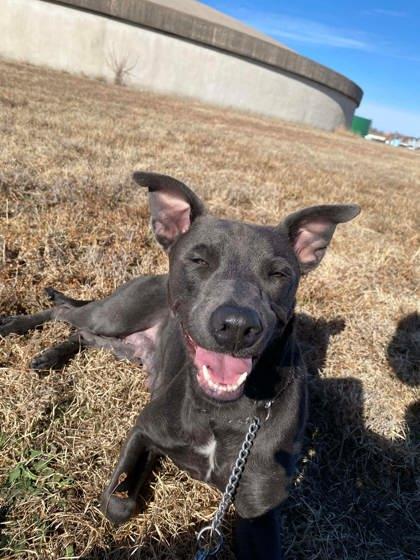 Enlarge Bailey Blue, a Adoptable mixed breed in McCook, NE image 1/3