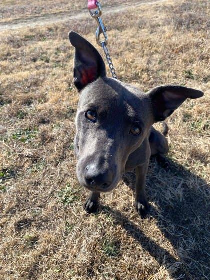 Enlarge Bailey Blue, a Adoptable mixed breed in McCook, NE image 2/3