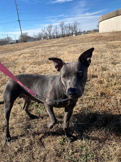 Enlarge Bailey Blue, a Adoptable mixed breed in McCook, NE image 3/3