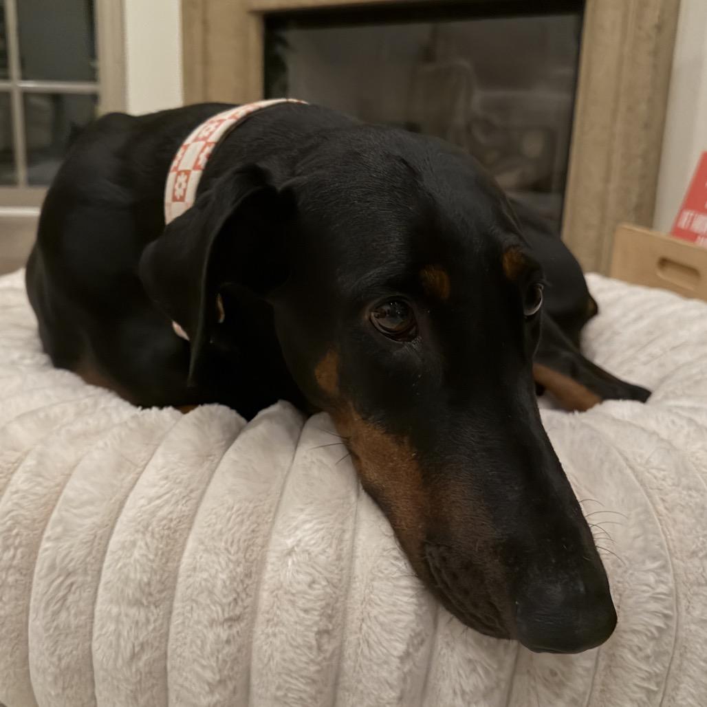 Sophie, Adoptable, Adult Female Doberman Pinscher.