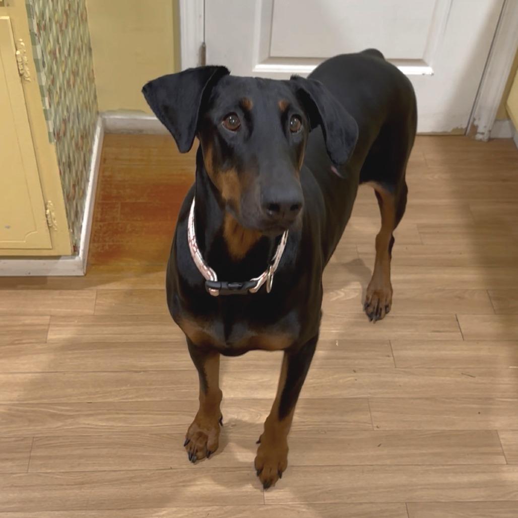 Sophie, a Adoptable Doberman Pinscher in Studio City, CA image 2/3