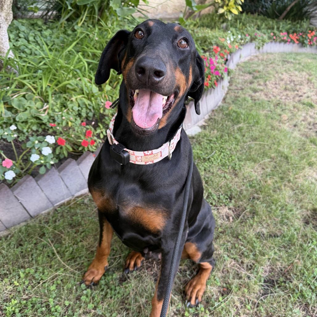 Sophie, a Adoptable Doberman Pinscher in Studio City, CA image 3/3