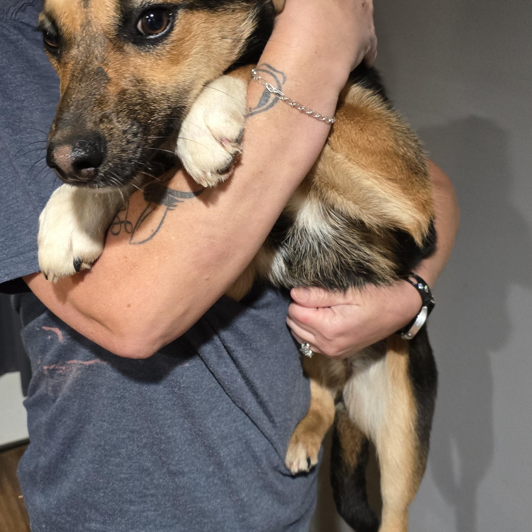 Daisy , ADOPTABLE, Puppy Female Shepherd.