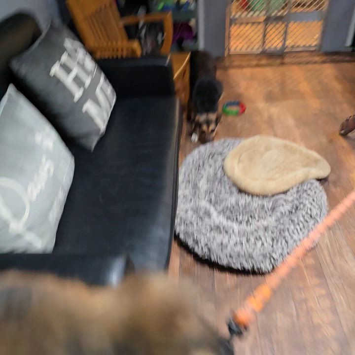 Enlarge Daisy , a ADOPTABLE mixed breed in Decatur, IN video 2/2