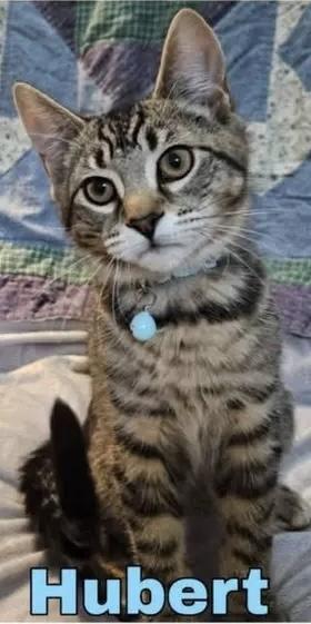 MERIDA, HUBERT, ADOPTABLE, Kitten Male Domestic Short Hair.
