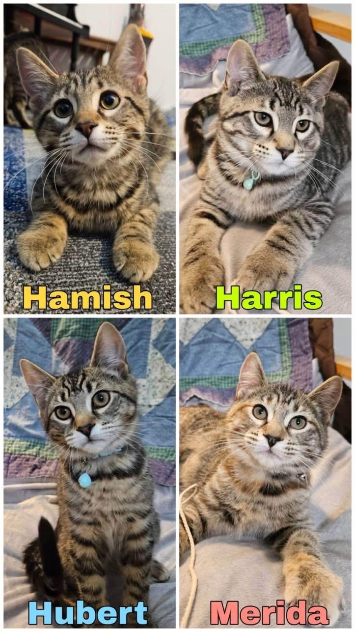 MERIDA, HARRIS, HUBERT, ADOPTABLE, Kitten Male Domestic Short Hair.
