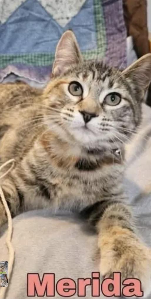 Enlarge MERIDA, HUBERT, a ADOPTABLE Domestic Short Hair in Schnecksville, PA image 2/2