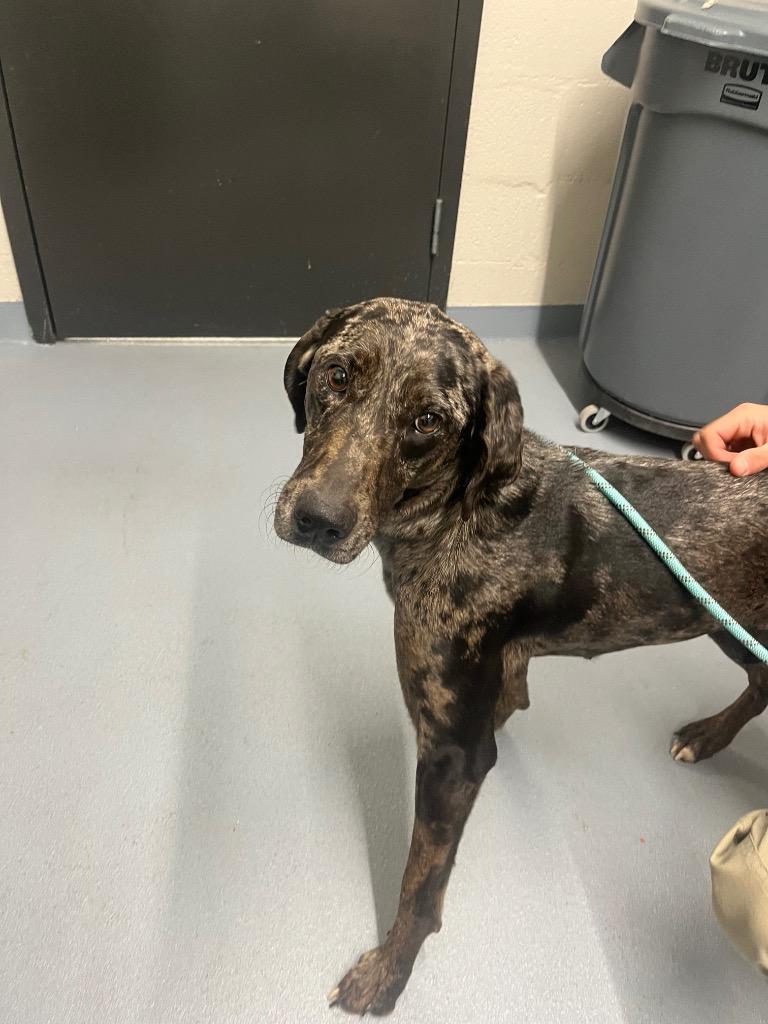 Enlarge Cleo, a Adoptable Catahoula Leopard Dog in Cartersville , GA image 1/1