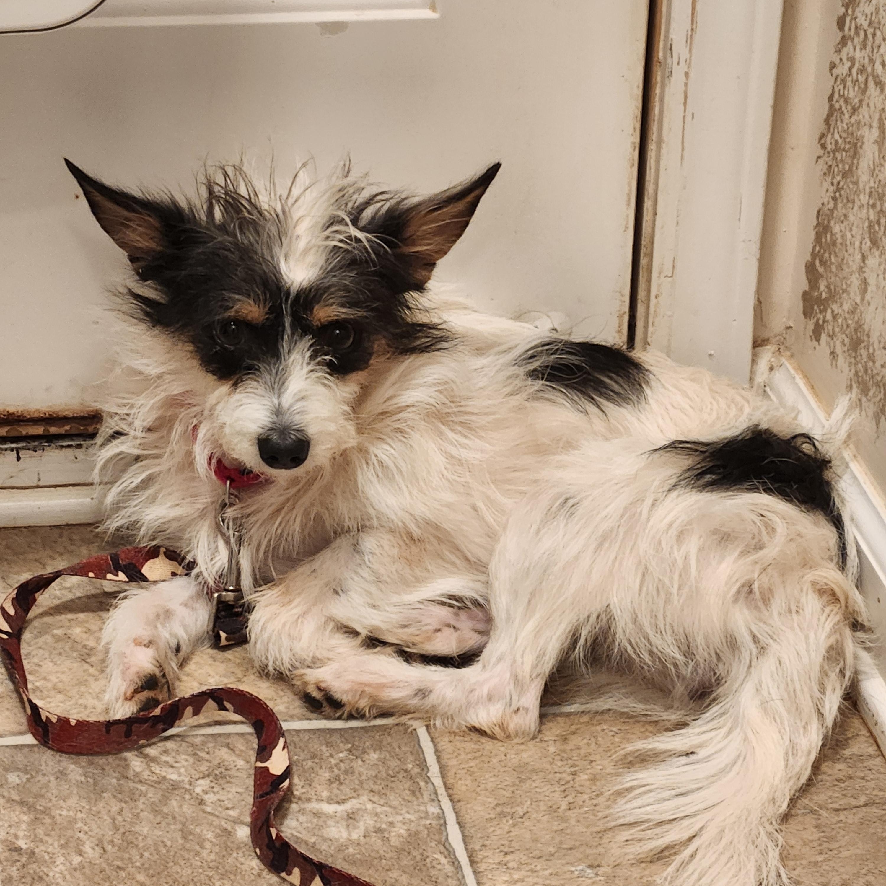 Enlarge LIL BIT, a Adoptable mixed breed in Troutman, NC image 2/4