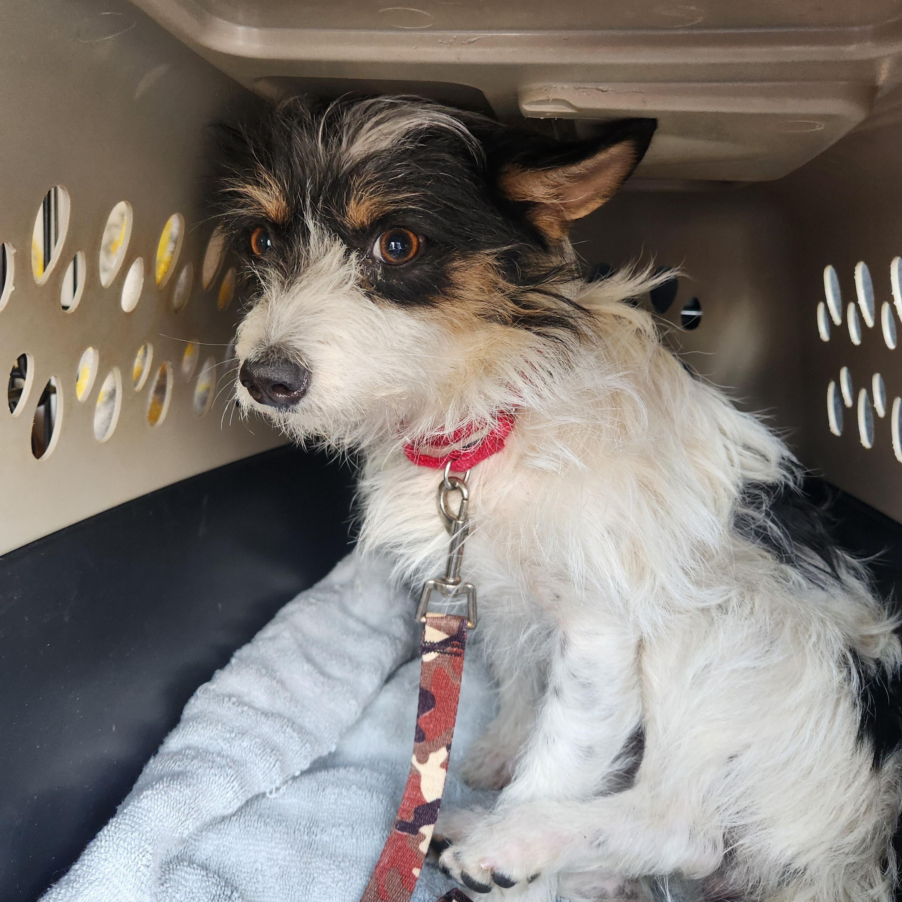 Enlarge LIL BIT, a Adoptable mixed breed in Troutman, NC image 4/4