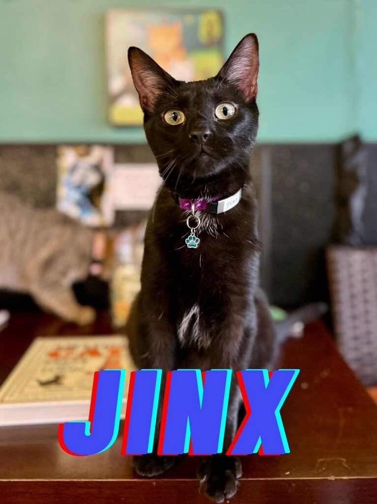 Cat for adoption Jinx, a Domestic Short Hair in Rutherfordton, NC