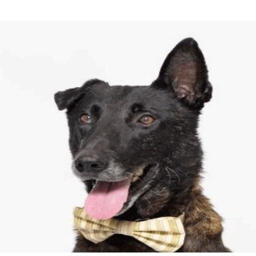 Enlarge Lex, a Adoptable mixed breed in Lompoc, CA image 1/1