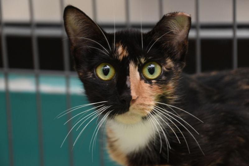 Enlarge Flannery, a Adoptable Tortoiseshell in Naples, FL image 1/6