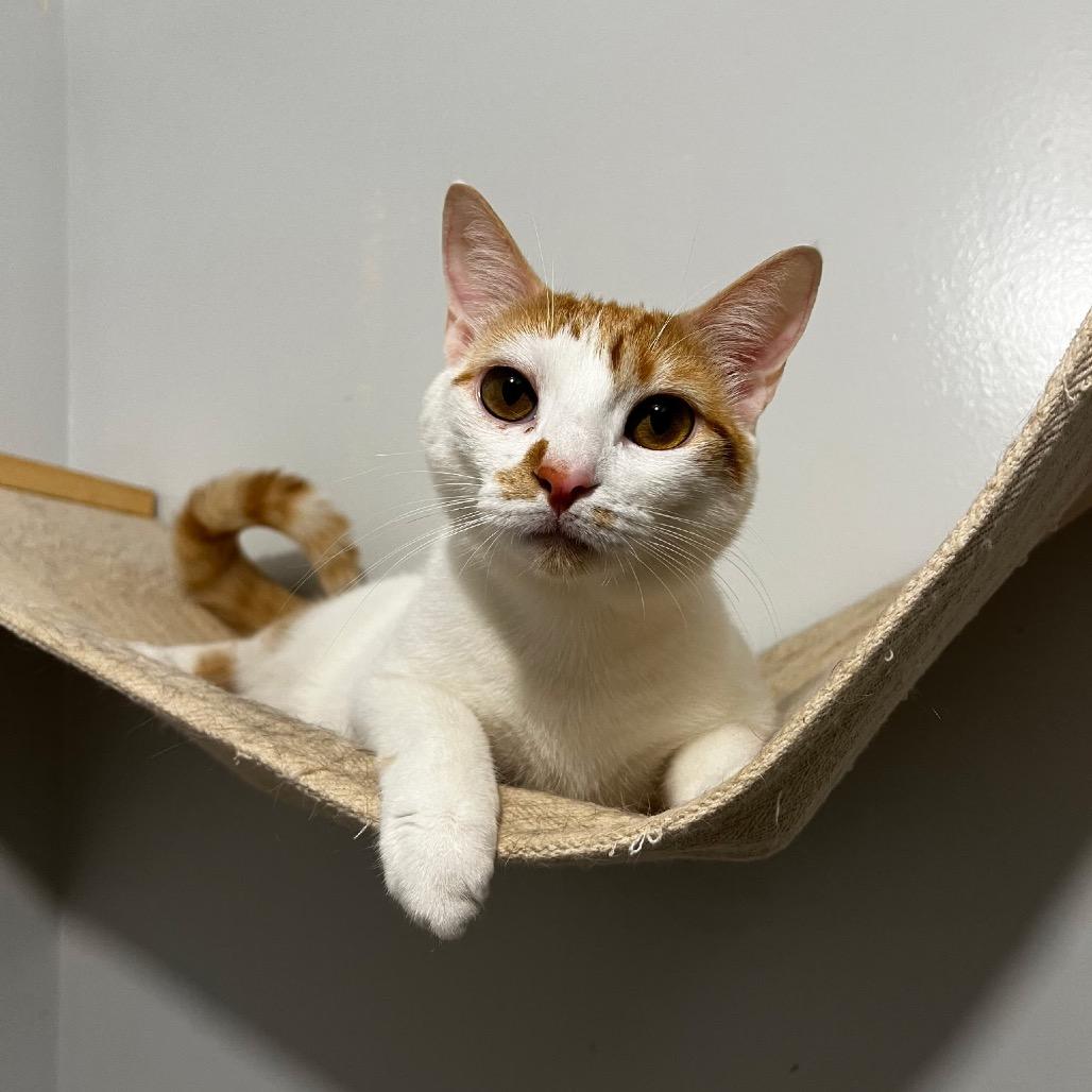 WINTER (Bonded w/Noel), adoptable, Adult Female Domestic Short Hair.