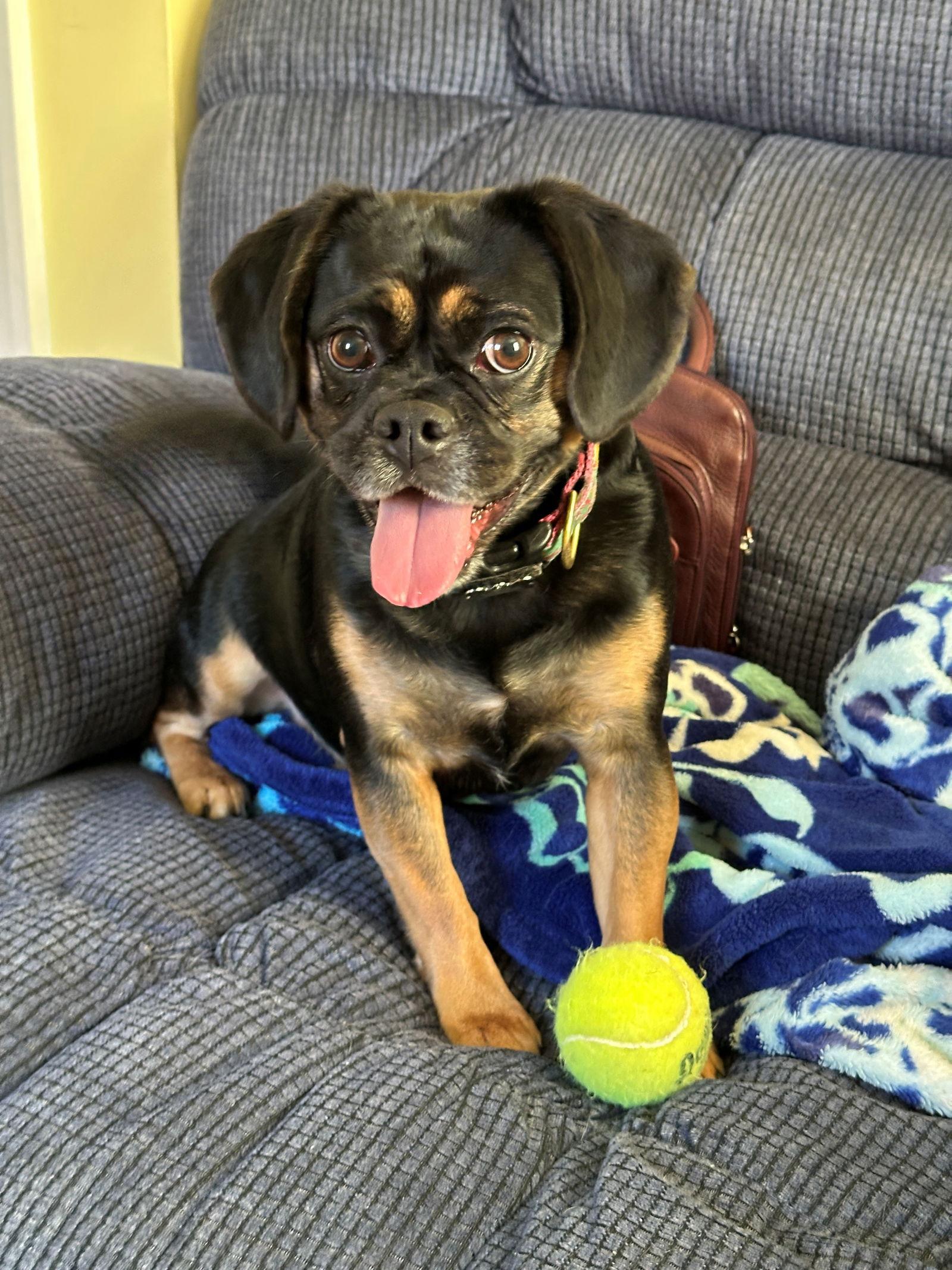 Enlarge Lady Jenna, a Adoptable mixed breed in Pelham, MA image 1/3