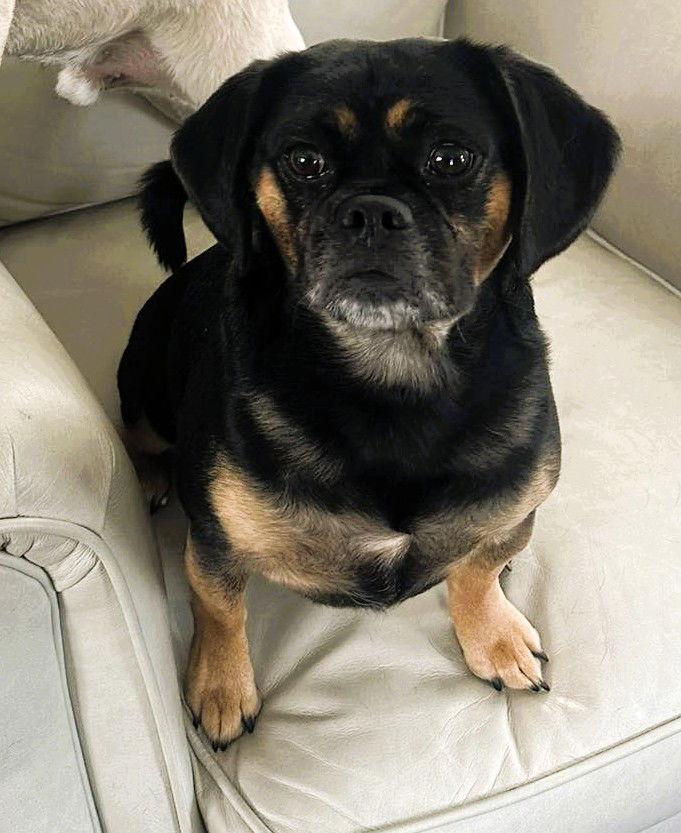 Enlarge Lady Jenna, a Adoptable mixed breed in Pelham, MA image 3/3