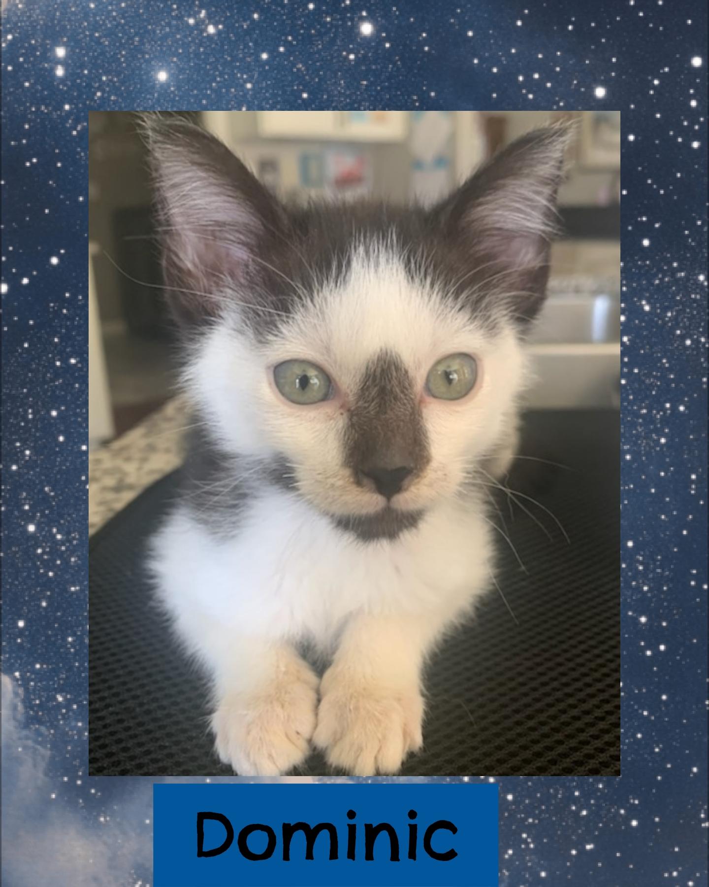 Dominic, Baby Male Domestic Short Hair