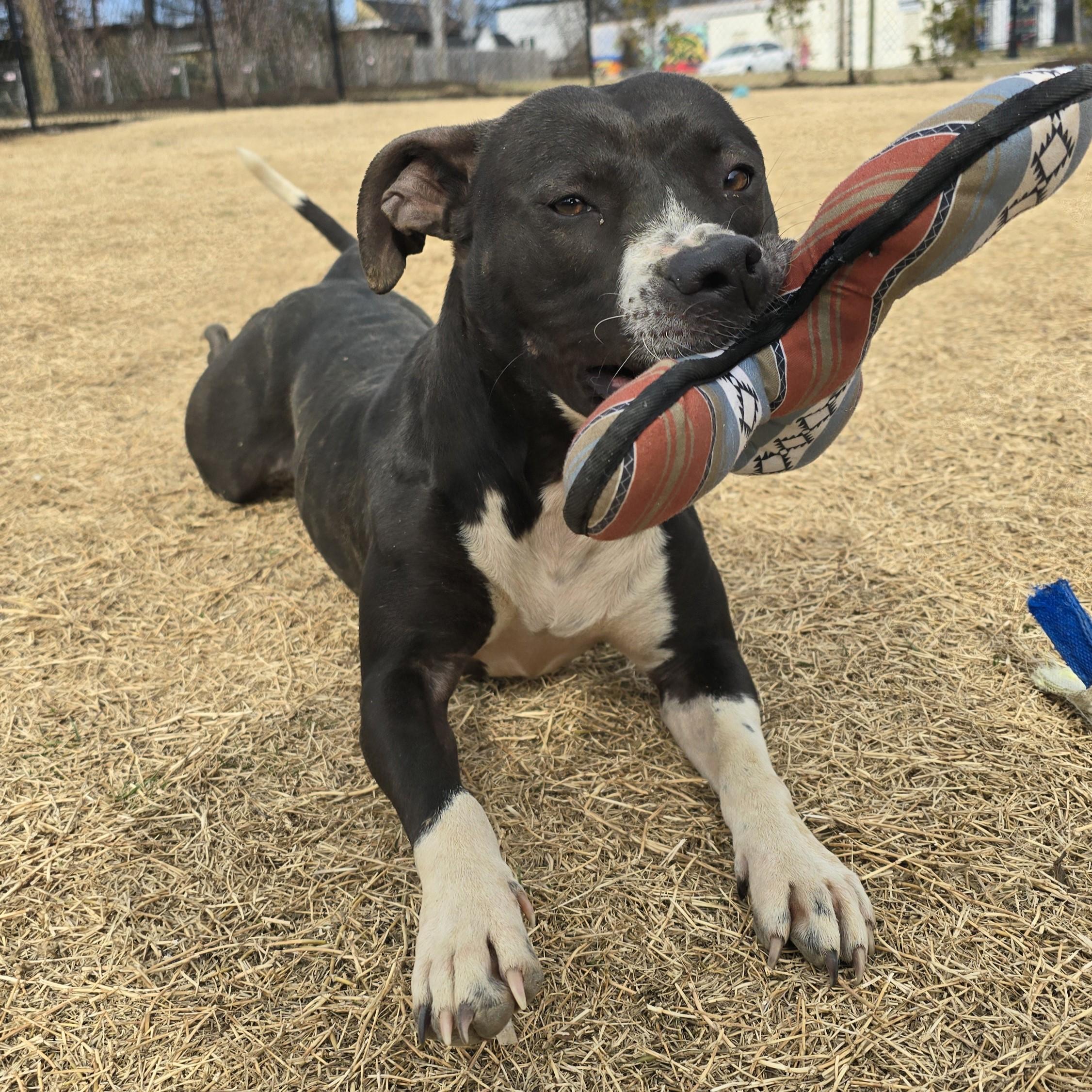 Agave, a Adoptable mixed breed in Nashville, TN image 5/6