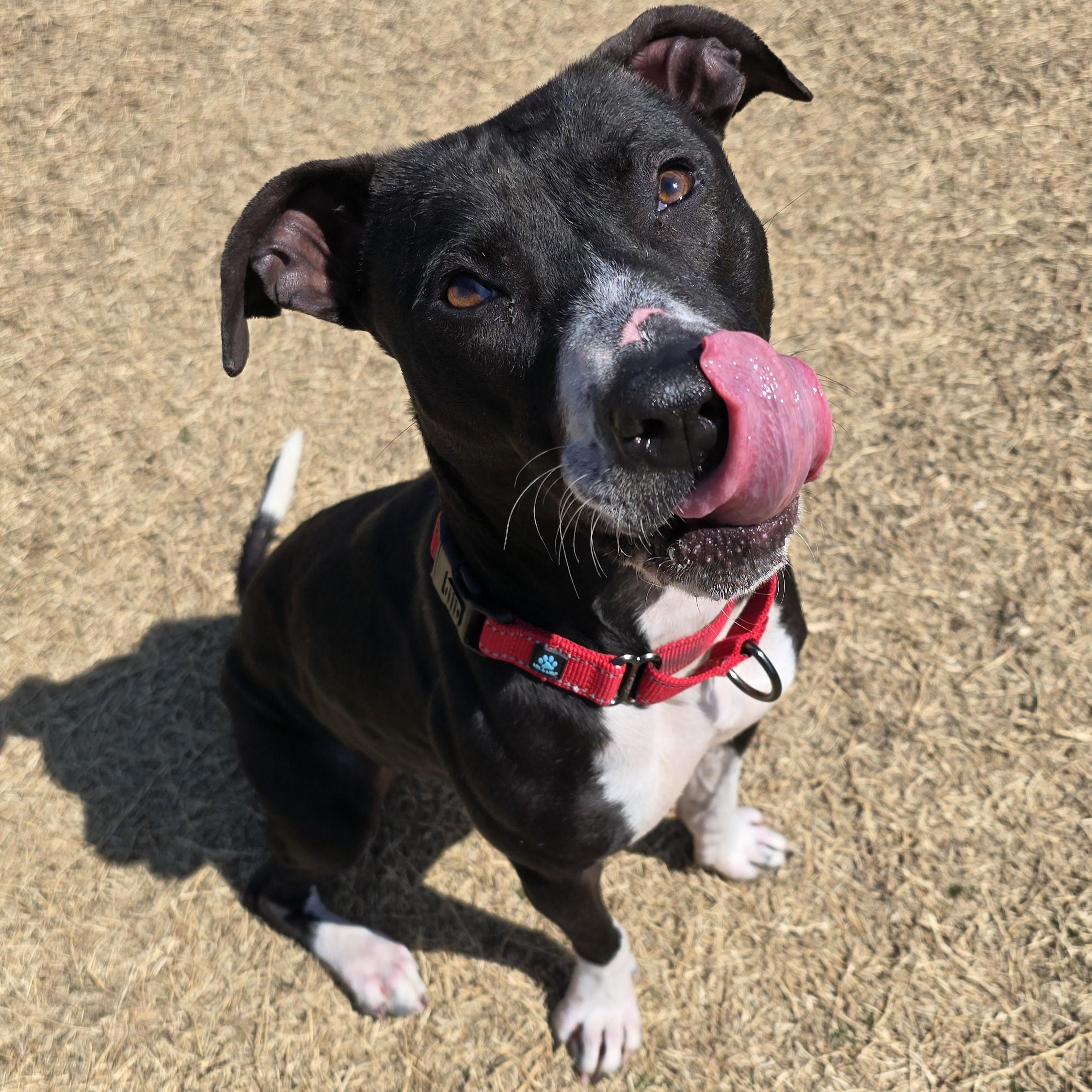 Agave, a Adoptable mixed breed in Nashville, TN image 6/6