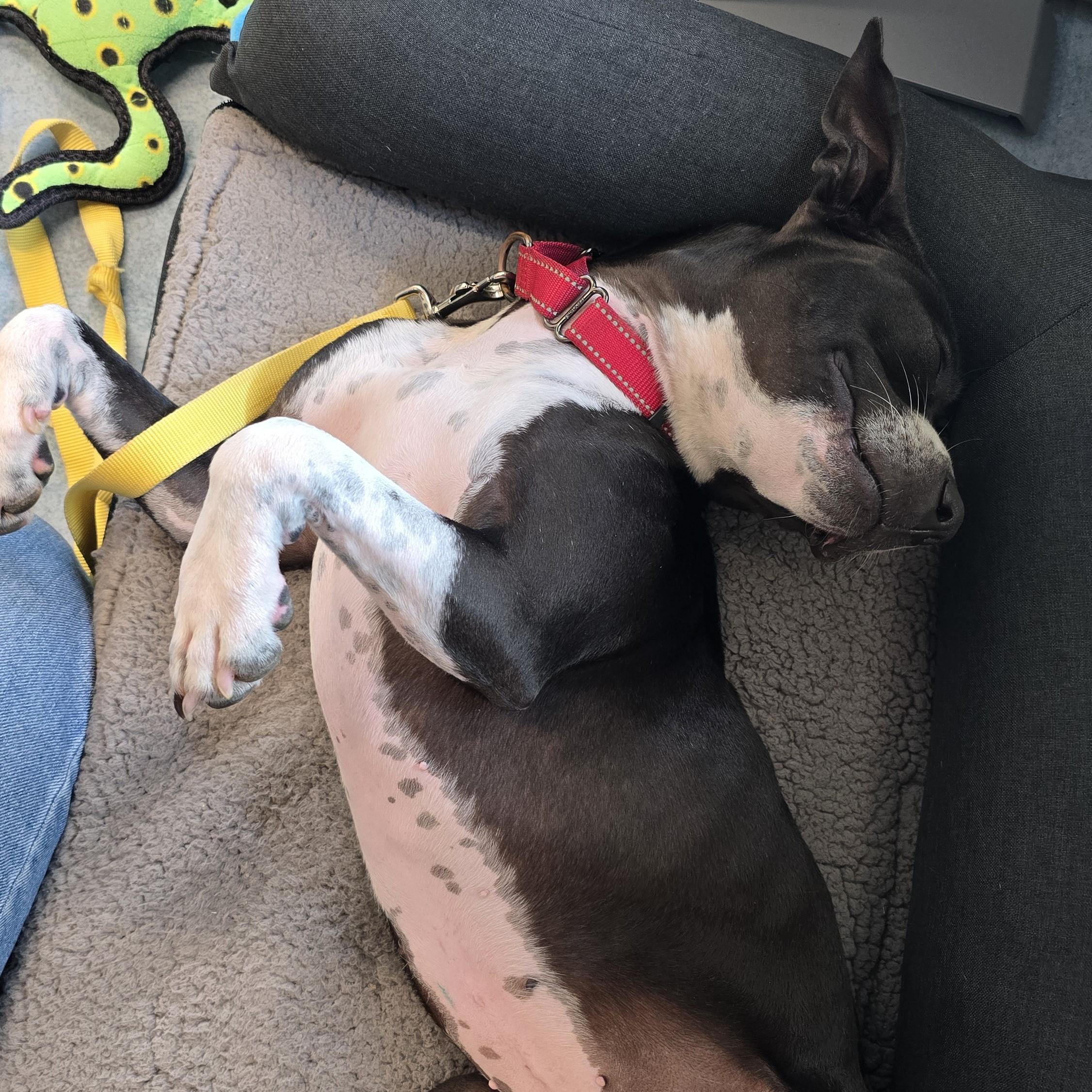 Agave, a Adoptable mixed breed in Nashville, TN image 2/6