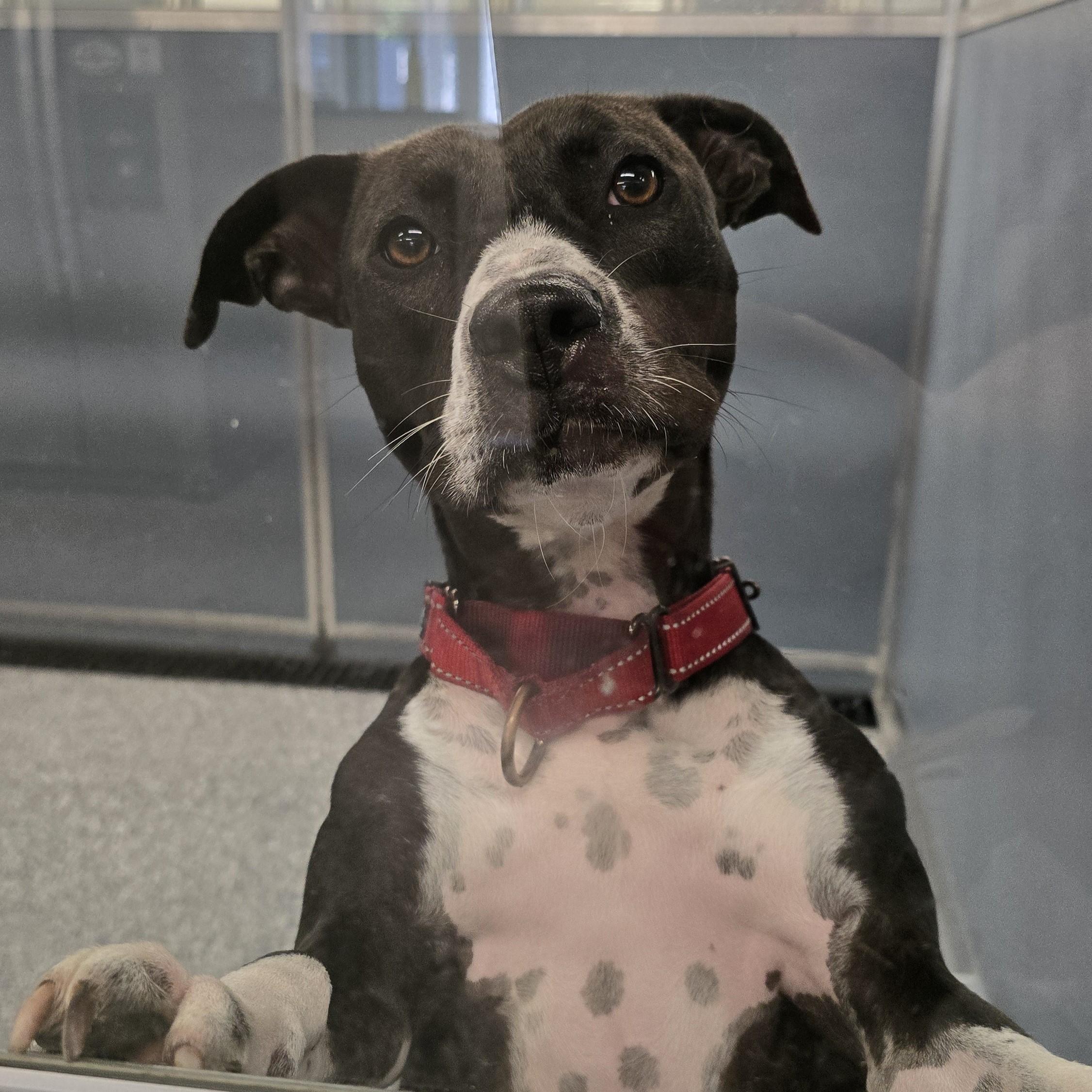 Agave, a Adoptable mixed breed in Nashville, TN image 4/6