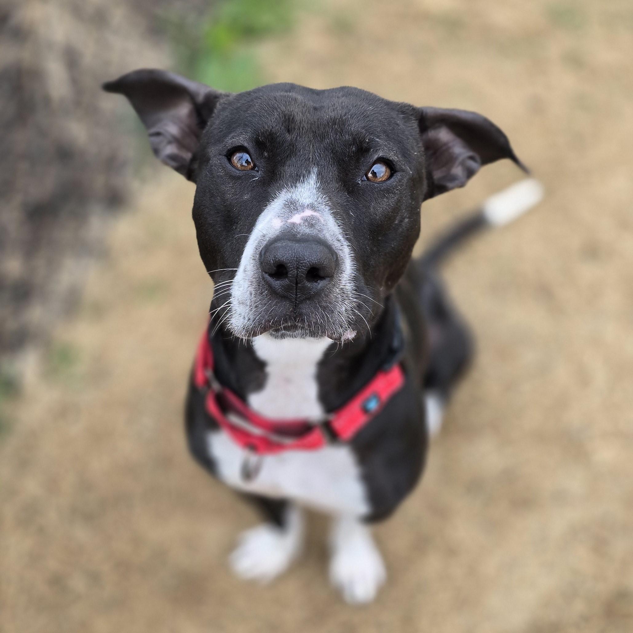 Agave, a Adoptable mixed breed in Nashville, TN image 1/6