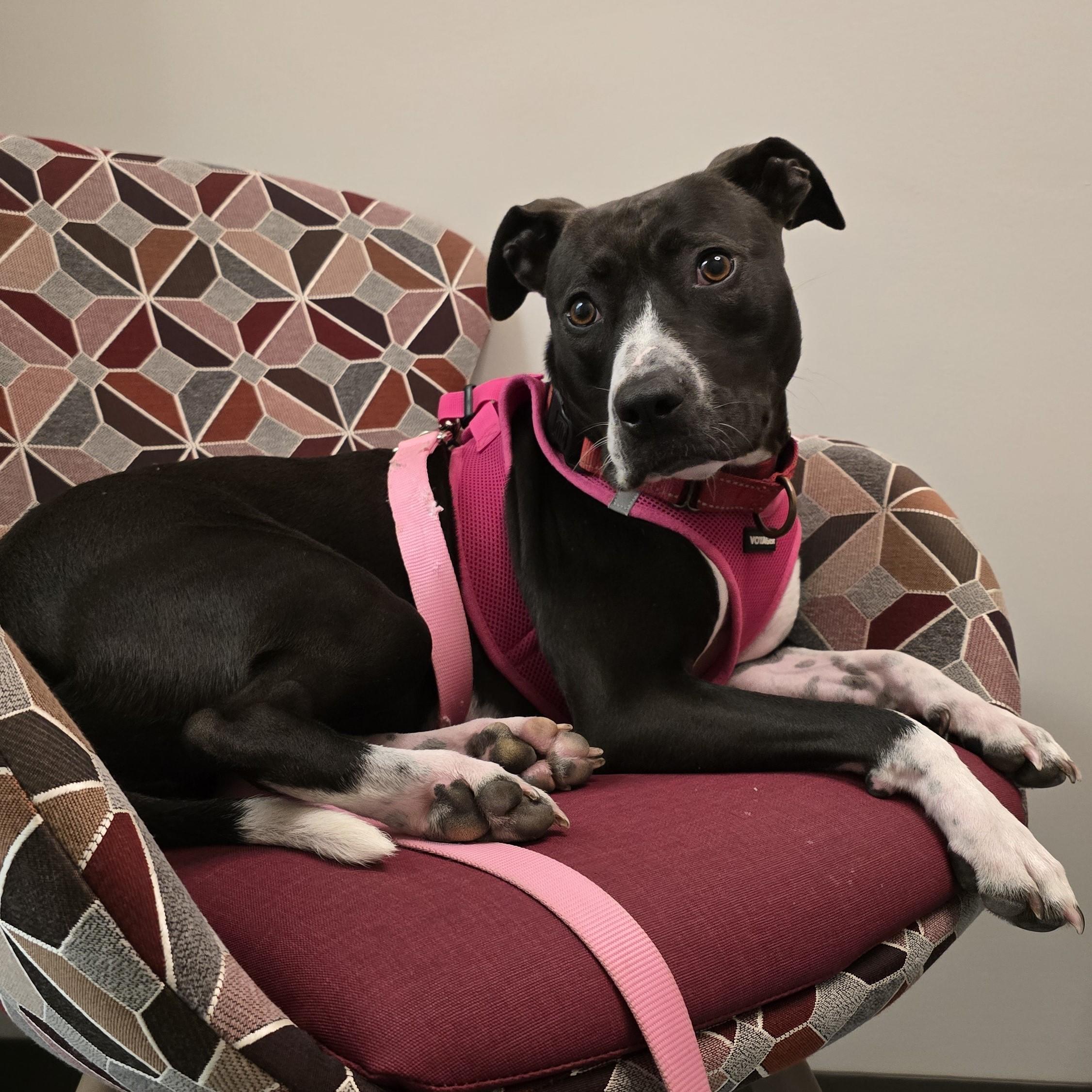 Agave, a Adoptable mixed breed in Nashville, TN image 3/6