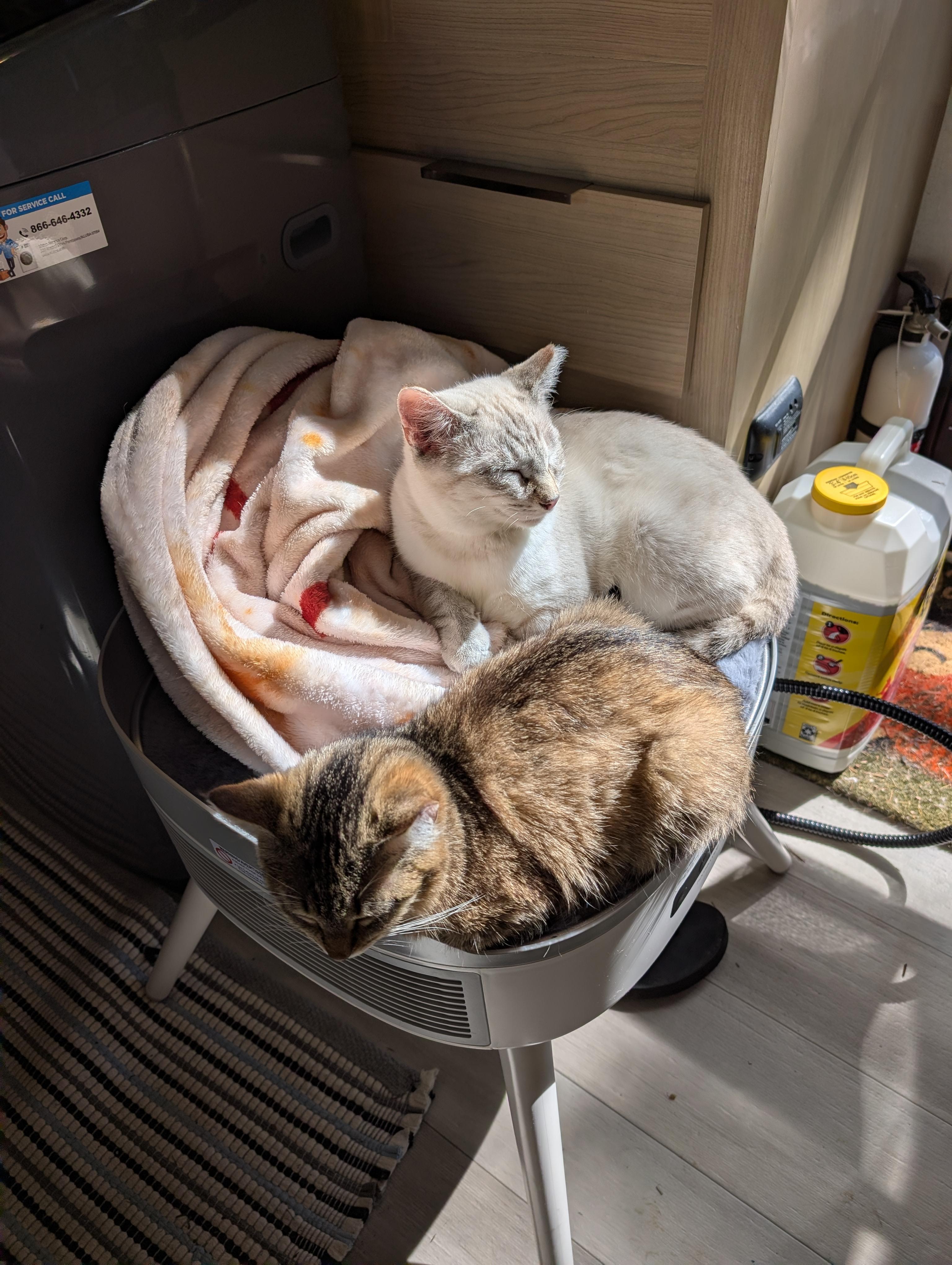 Snowball, Adoptable, Young Male Domestic Short Hair & Siamese.