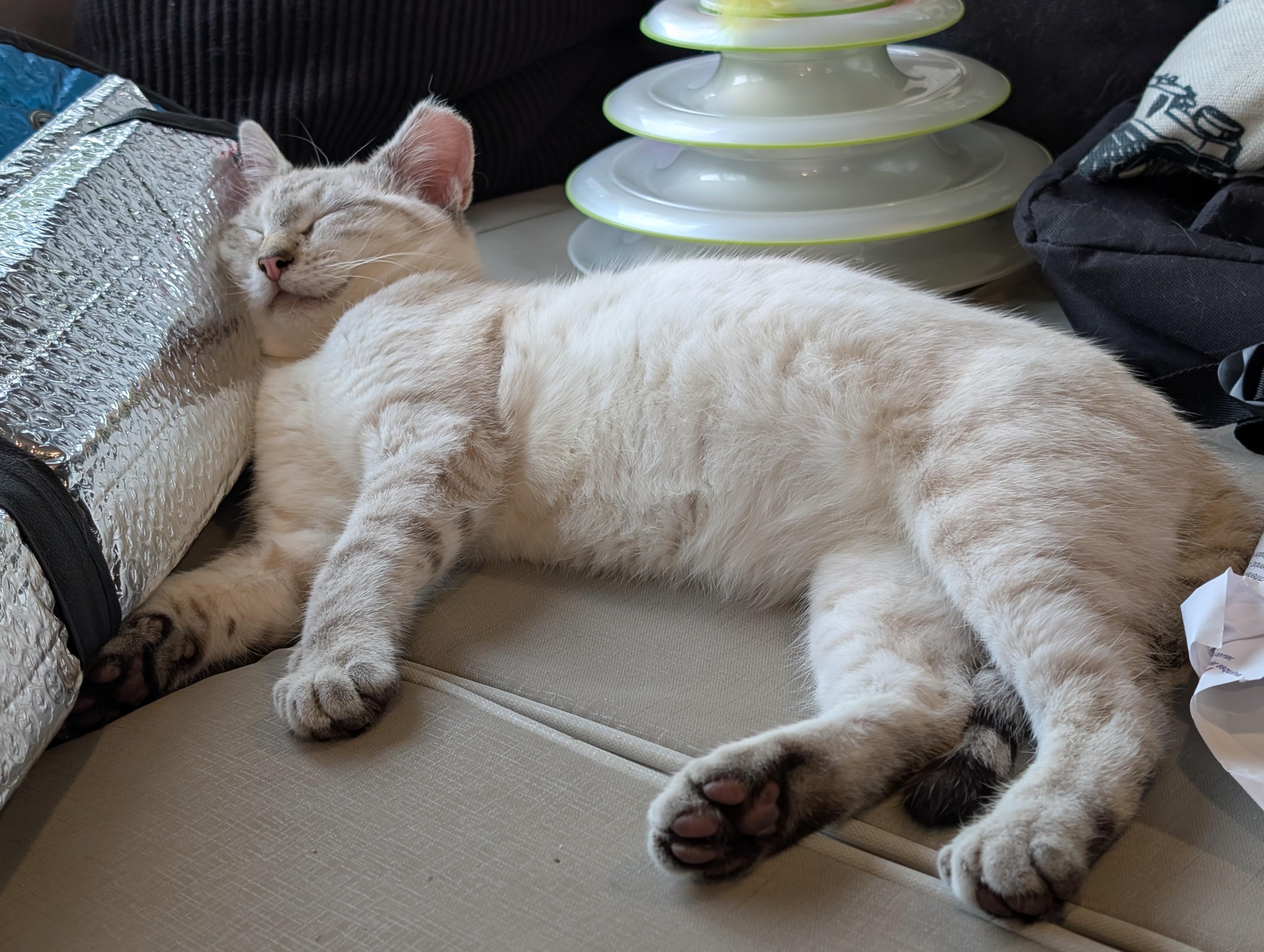 Enlarge Snowball, a Adoptable mixed breed in Cleburne, TX image 2/6