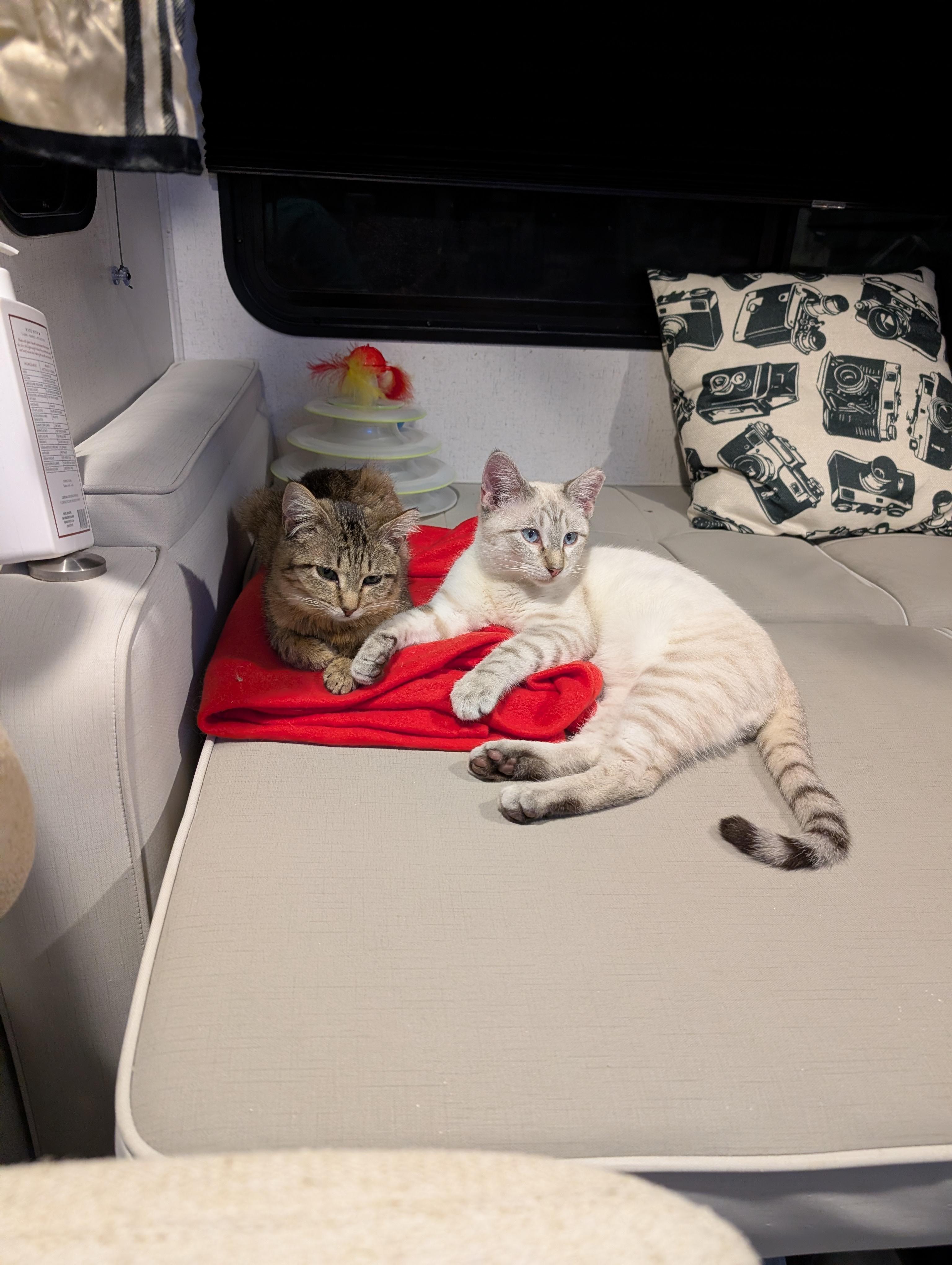 Enlarge Snowball, a Adoptable mixed breed in Cleburne, TX image 3/6