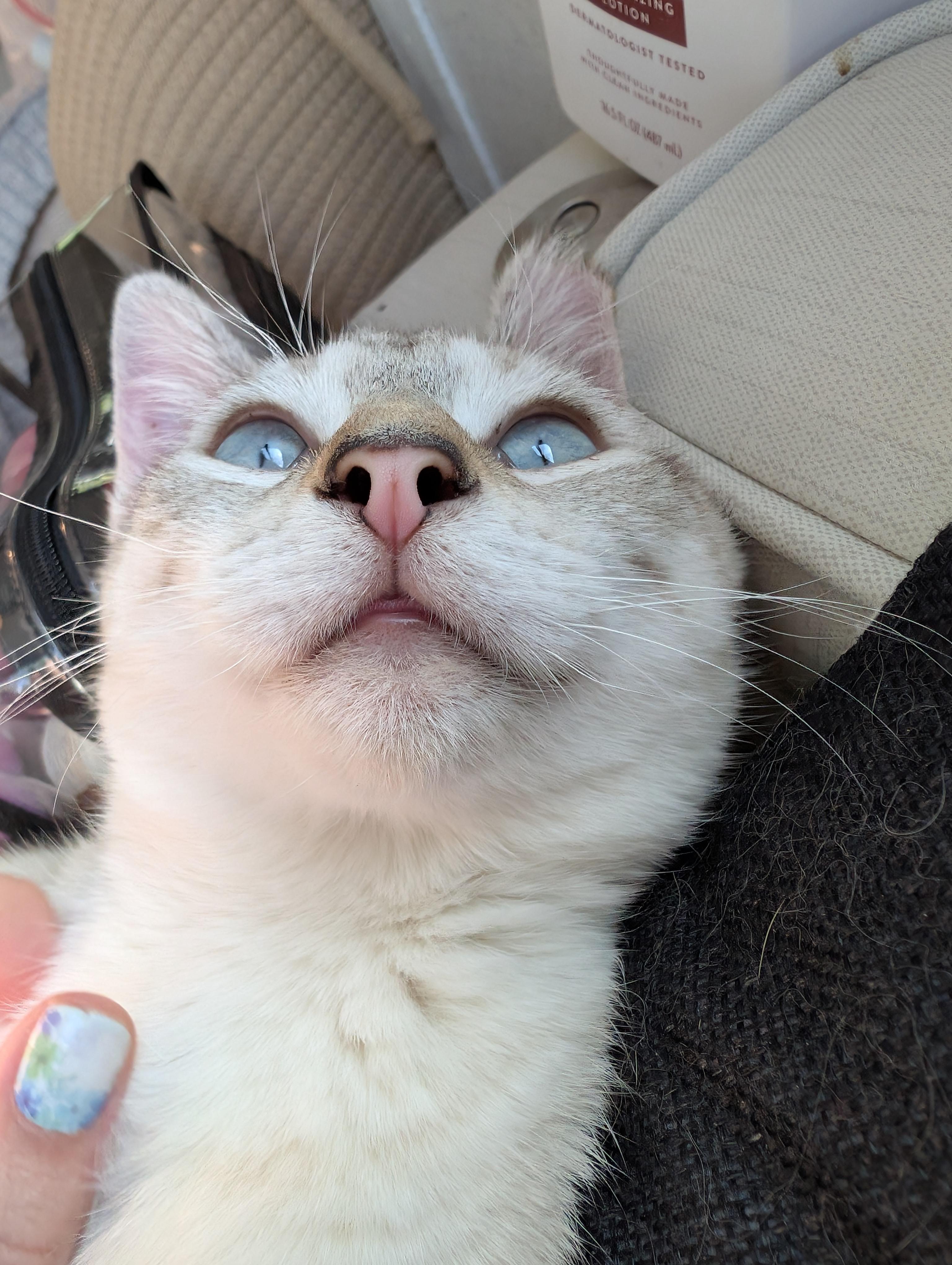 Enlarge Snowball, a Adoptable mixed breed in Cleburne, TX image 4/6