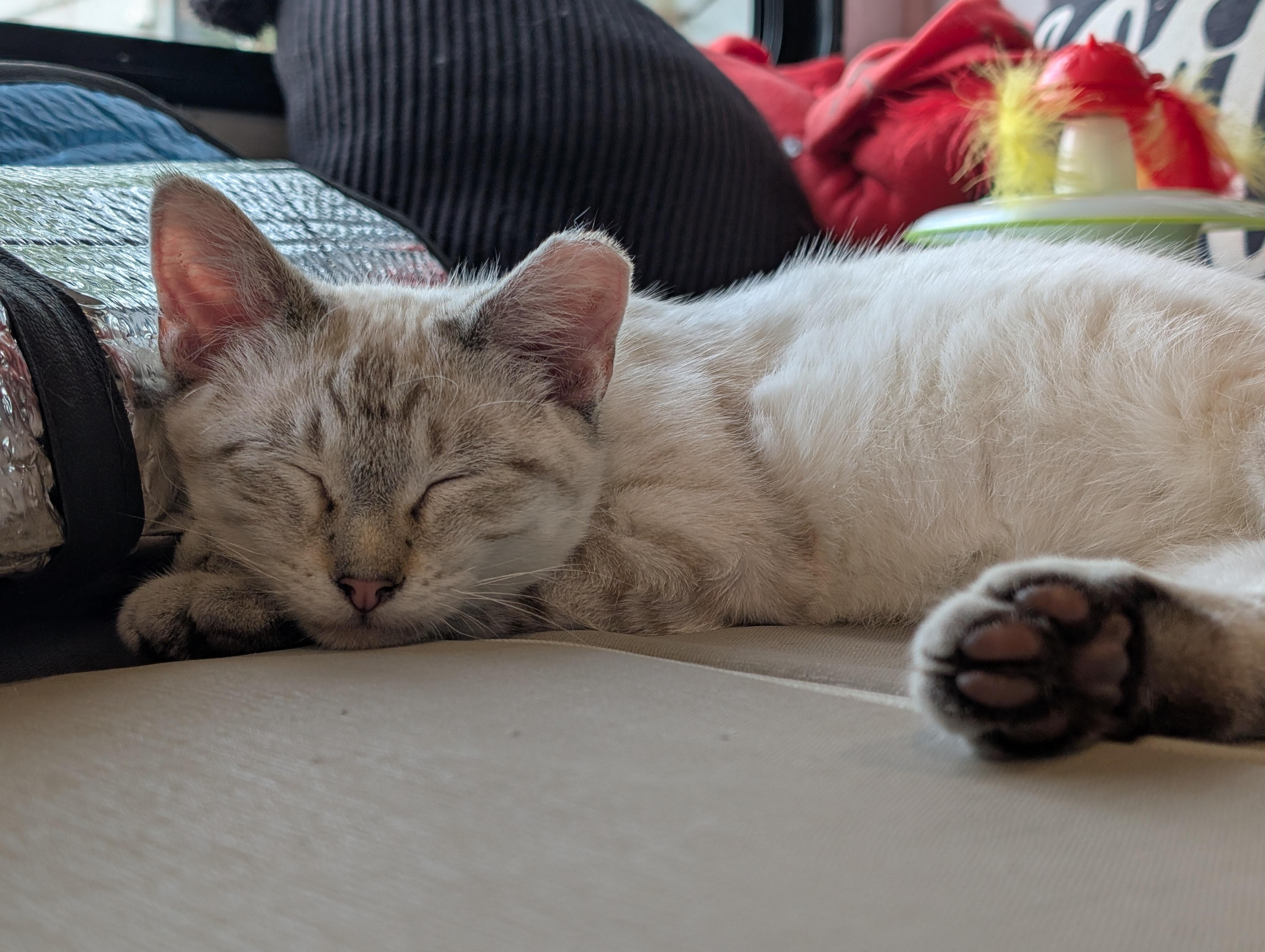 Enlarge Snowball, a Adoptable mixed breed in Cleburne, TX image 5/6