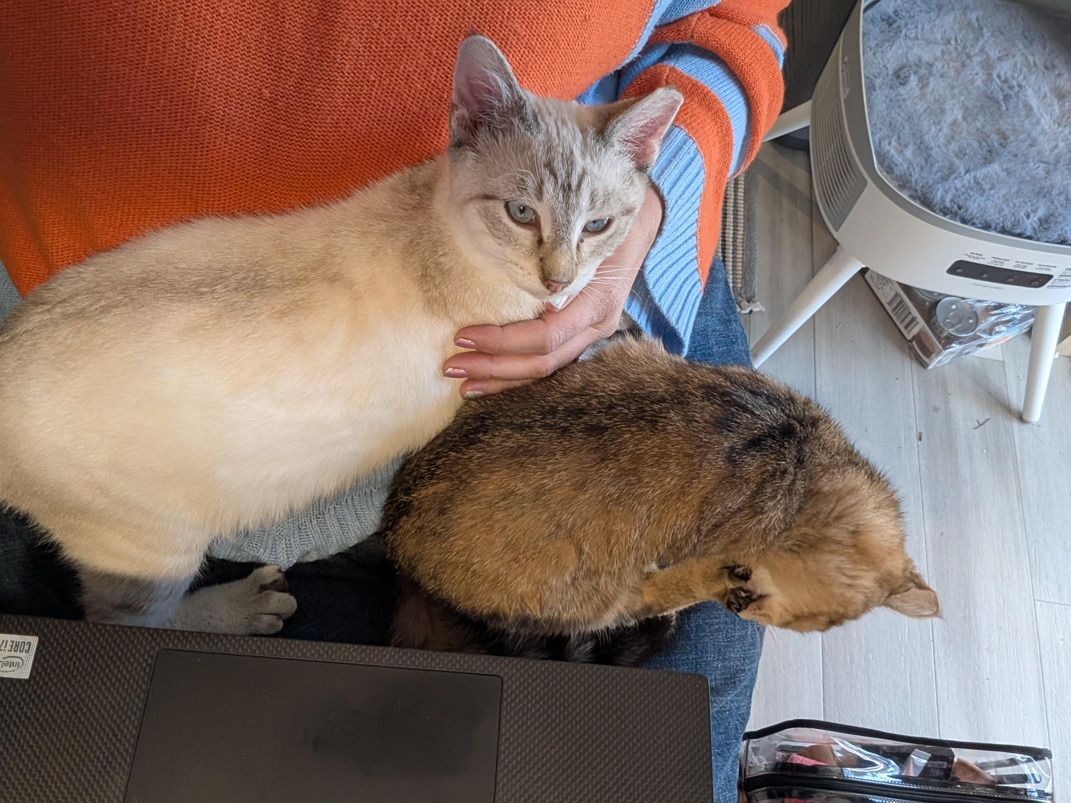 Enlarge Snowball, a Adoptable mixed breed in Cleburne, TX image 6/6