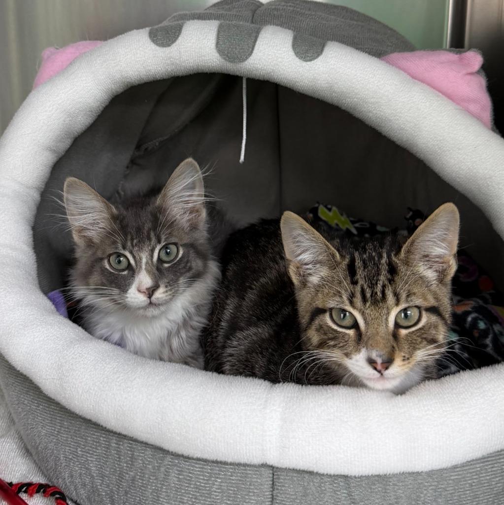 Ferris Mewler thumbnail 2