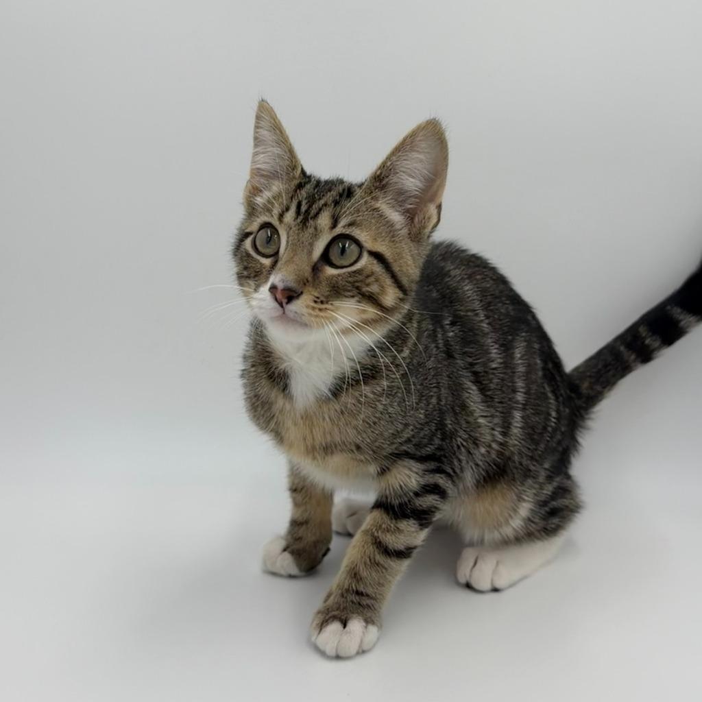 Ferris Mewler thumbnail 3