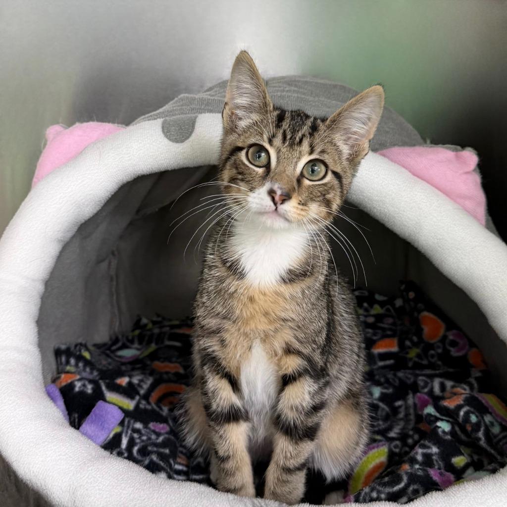 Ferris Mewler thumbnail 4