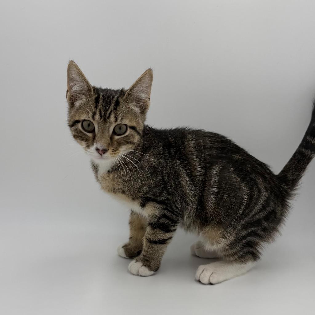 Ferris Mewler thumbnail 6