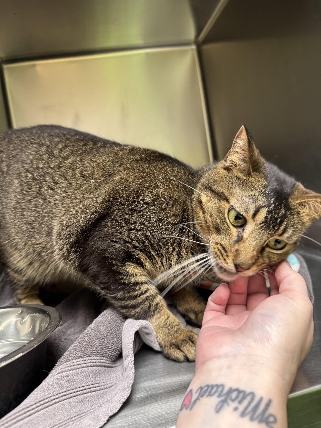 Enlarge Elton John, a Adoptable Domestic Short Hair in Rowlett, TX image 1/1