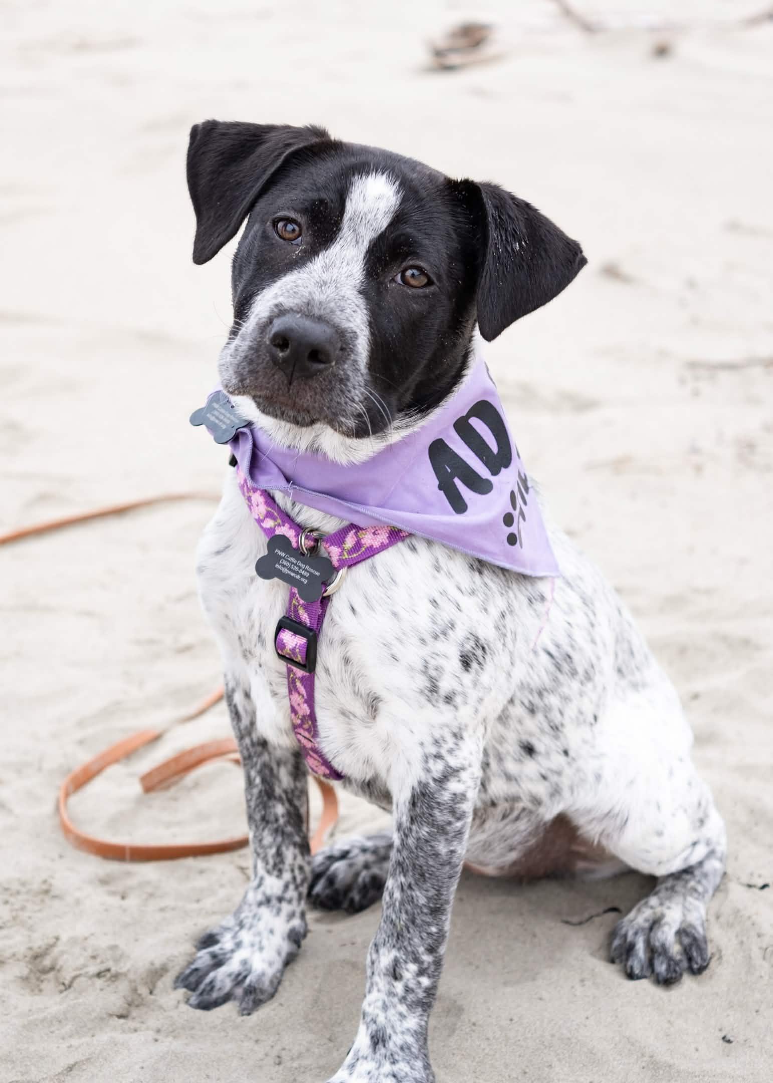 Enlarge Patty Ann (Portland, OR), a ADOPTABLE mixed breed in Portland, OR image 1/6