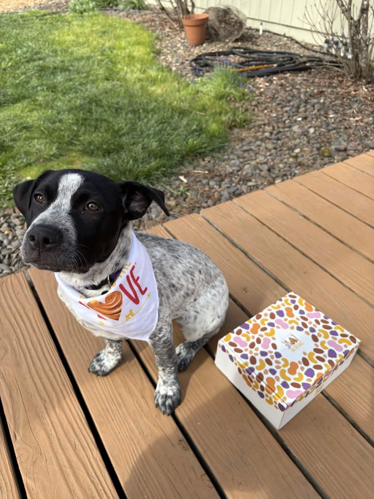 Enlarge Patty Ann (Portland, OR), a ADOPTABLE mixed breed in Portland, OR image 5/6