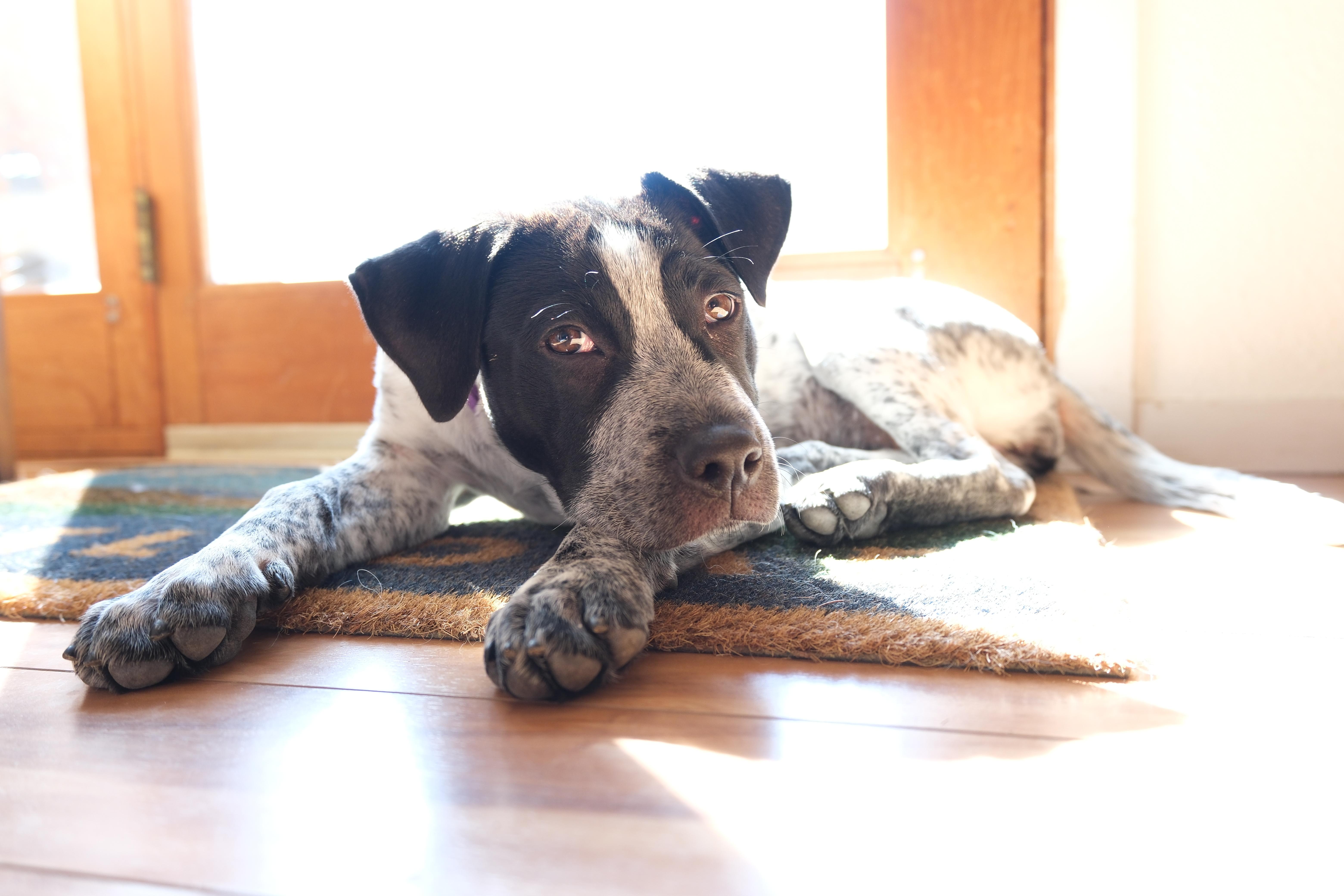 Enlarge Patty Ann (Portland, OR), a ADOPTABLE mixed breed in Portland, OR image 4/6