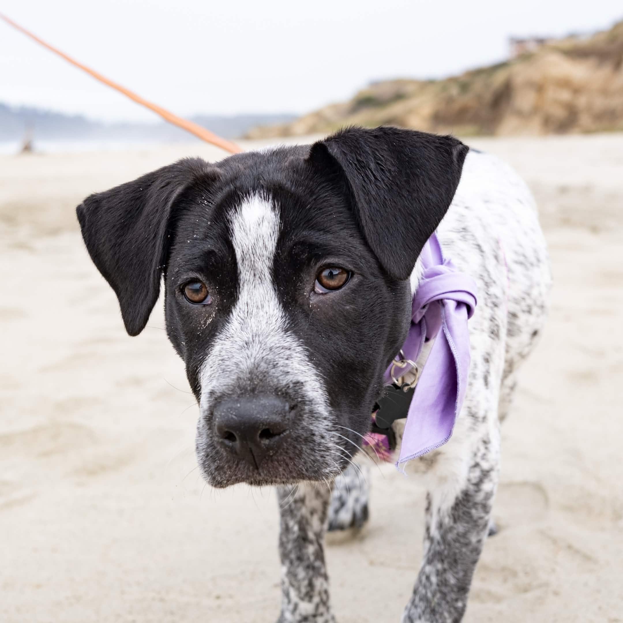 Enlarge Patty Ann (Portland, OR), a ADOPTABLE mixed breed in Portland, OR image 2/6